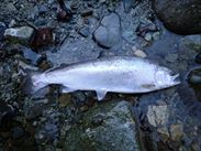 20150102サクラマス