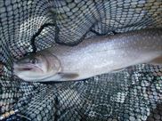 20150103大型イワナ