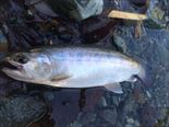 20150105ヤマメ26㎝B