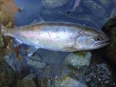 20150105ヤマメ26㎝
