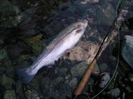 20150110レインボー40㎝上2