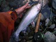 20150110レインボー40㎝上