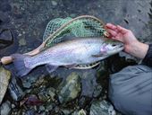 20150111レインボー50㎝B