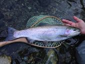 20150111レインボー50㎝超