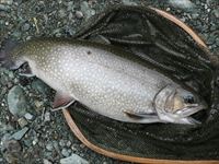 20150124ブルック