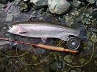 20150129 レインボー50