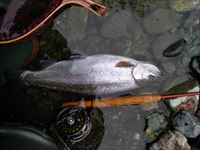 20150129レインボー