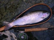 20150131レインボー