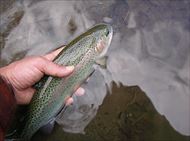 20150207レインボー