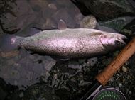 20150208レインボー