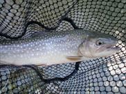 20150214イワナ2