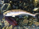 20150221ヤマメ