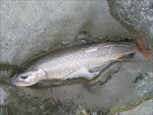 20150509イワナ