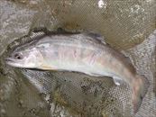 20150509ヤマメ3