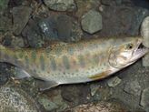 20150517ヤマメ2