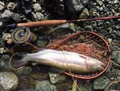 20150615レインボー