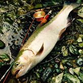 20150620レインボー1