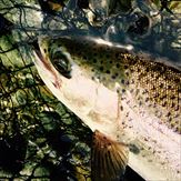 20150620レインボー4