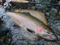 20151101レインボー