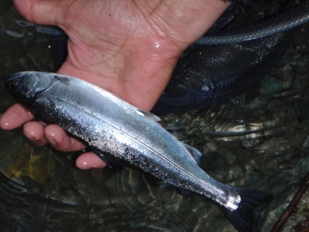 放流魚ヒメマス