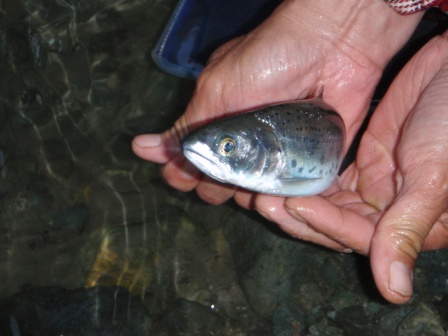 放流魚ヒメマス