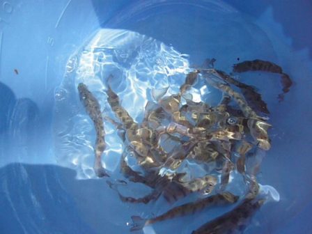 2009ヤマメ稚魚放流親子3