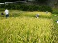 米の収穫