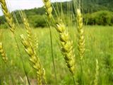 麦の穂