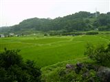 盛夏の田園風景