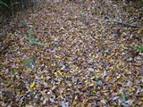 落ち葉