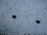 雪上の鹿の足跡