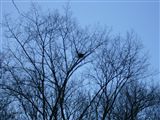 樹上の鳥の巣
